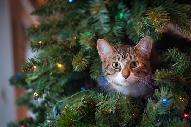 cat stuck on tree